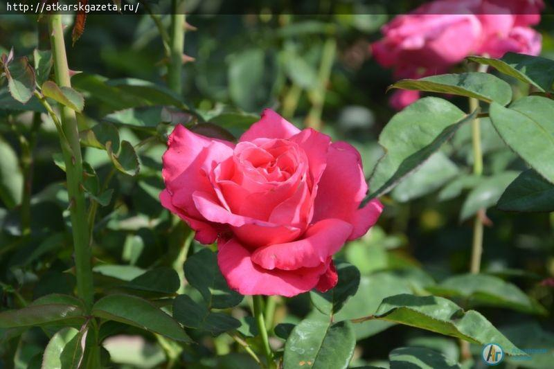 Секрет аткарских роз раскрыла известный аткарский агроном и розовод Зинаида ЖДАНКИНА (ФОТО)