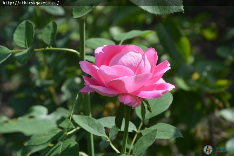 Секрет аткарских роз раскрыла известный аткарский агроном и розовод Зинаида ЖДАНКИНА (ФОТО)