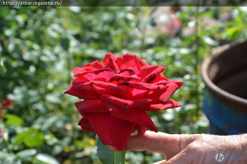 Секрет аткарских роз раскрыла известный аткарский агроном и розовод Зинаида ЖДАНКИНА (ФОТО)