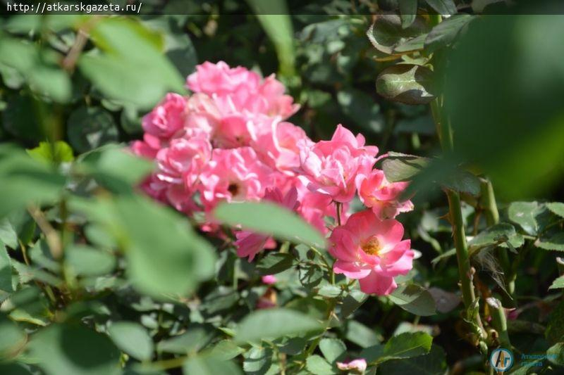 Секрет аткарских роз раскрыла известный аткарский агроном и розовод Зинаида ЖДАНКИНА (ФОТО)