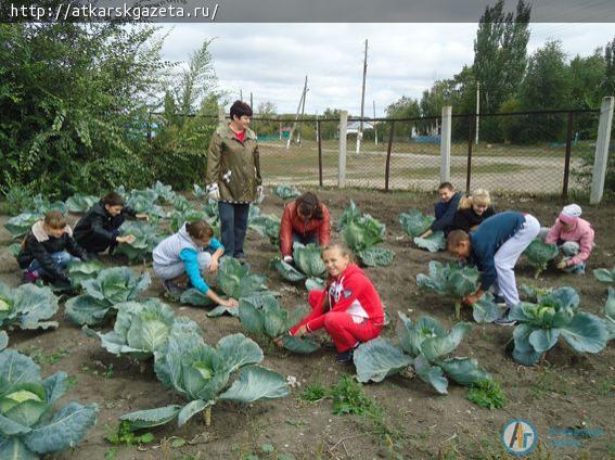 Школьники села Земляные Хутора собрали отличный урожай свеклы и моркови (ФОТО)
