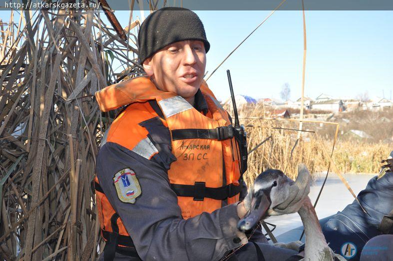 Спасатели извлекли пару молодых лебедей из замерзшего Булыгина озера (ФОТО)