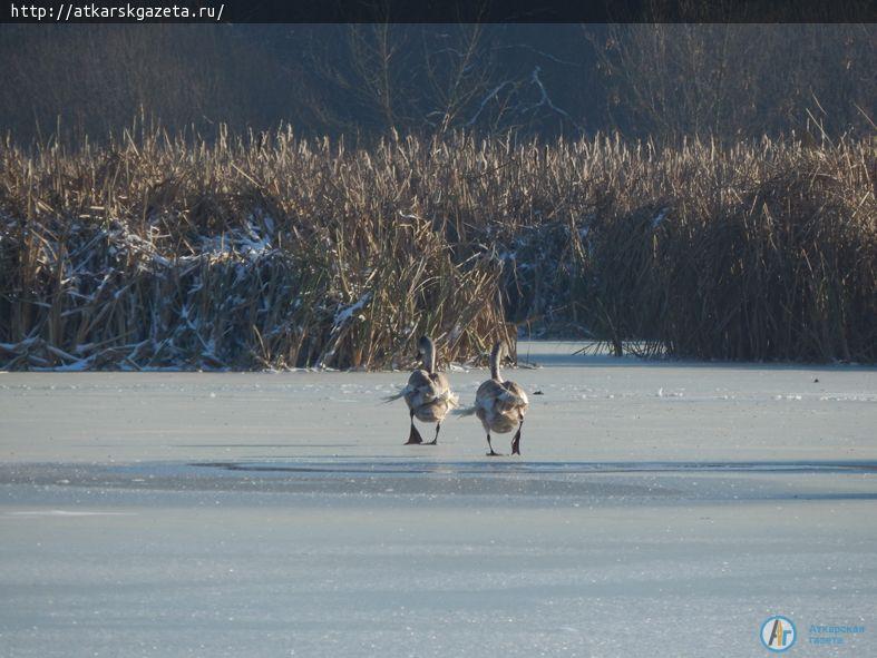 Спасатели извлекли пару молодых лебедей из замерзшего Булыгина озера (ФОТО)