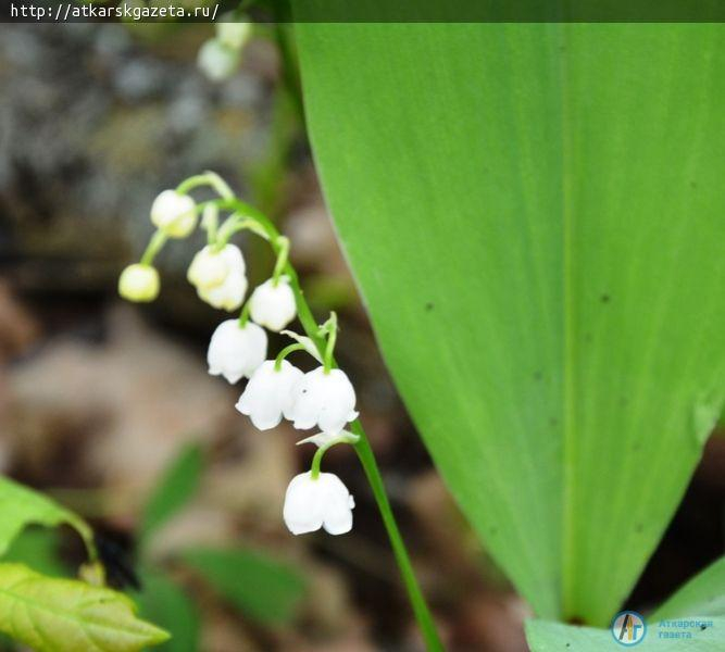 Тепло и солнце опаздывают в Аткарск