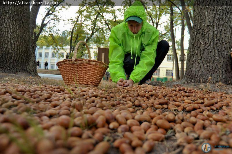 Ученики Марфинской школы собрали 220 килограммов желудей