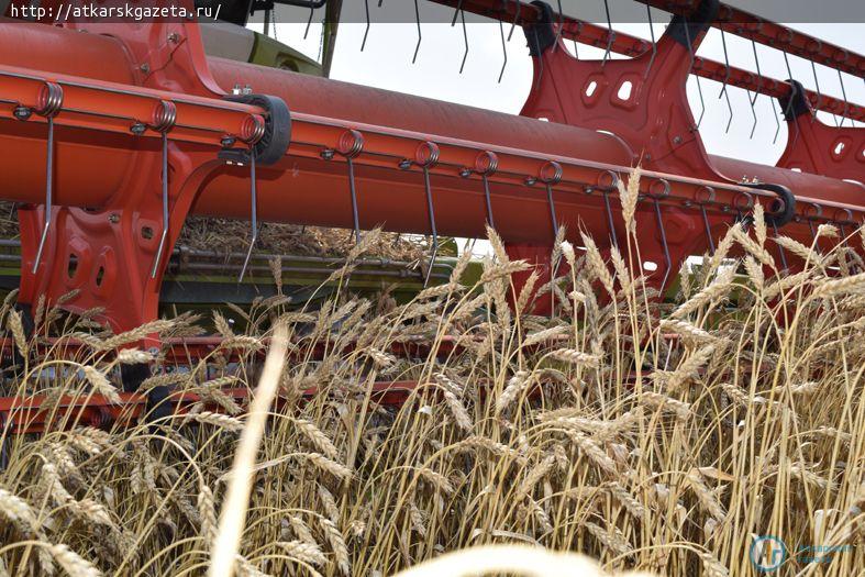 Урожайность озимой пшеницы подпрыгнула выше 40 центнеров