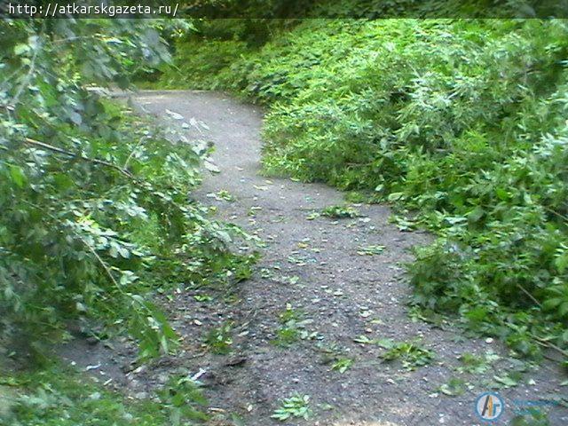 В Аткарске ветер валил деревья и рвал провода