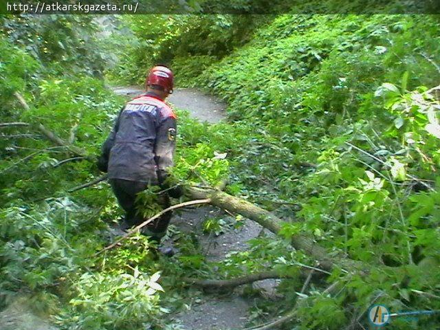 В Аткарске ветер валил деревья и рвал провода