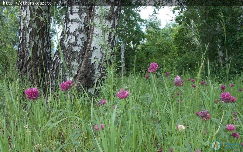 В Аткарский район приходит задержавшееся лето