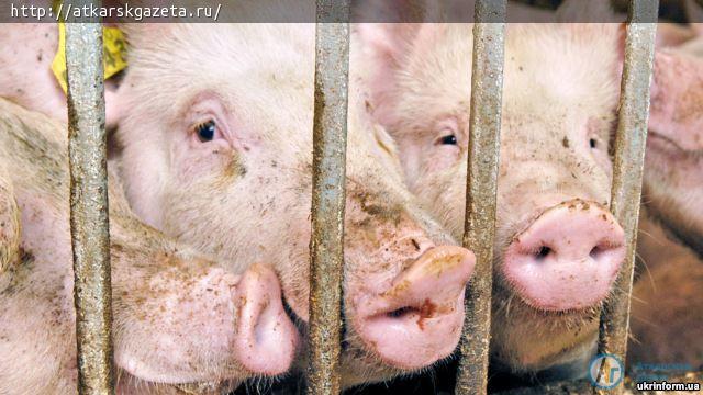В Аткарском районе на 1 месяц введен запрет на продажу свиней и продукции свиноводства