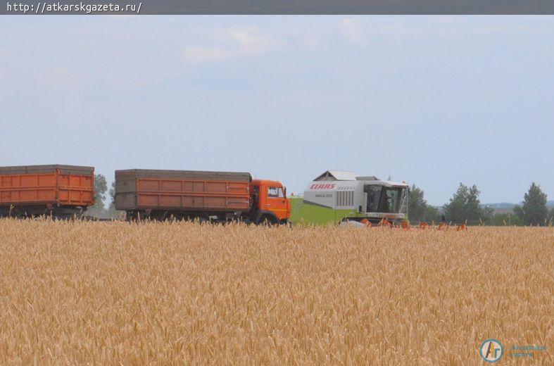 В Аткарском районе началась уборка озимой пшеницы