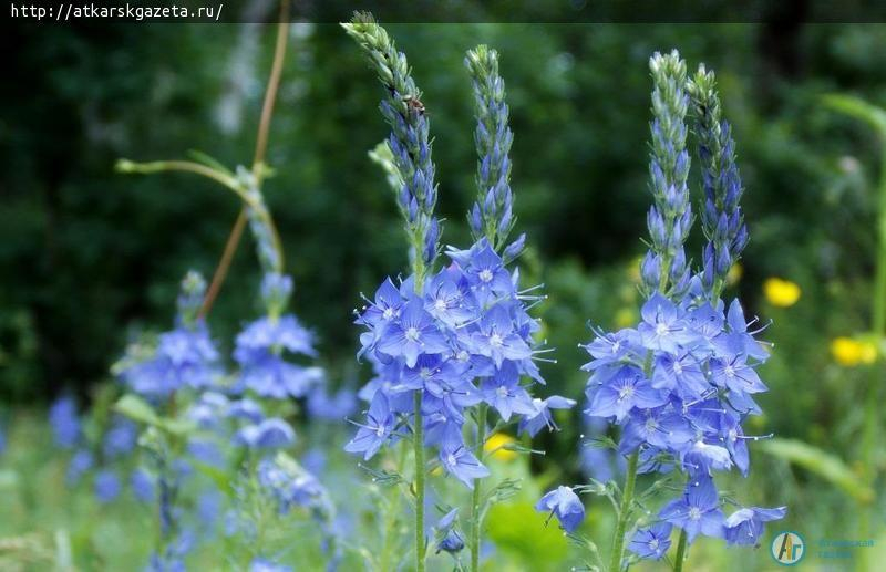 В День России погода будет теплой