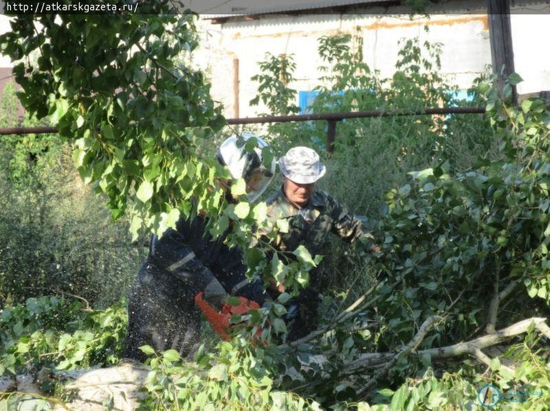 В Озерном спиливают представляющие угрозу 60-летние тополя (ФОТО)