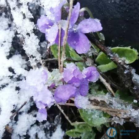 Аткарчане делятся фотографиями апрельской метели