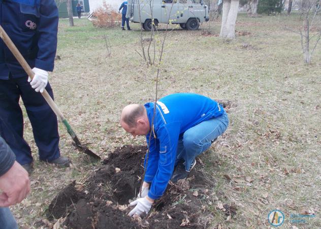Аткарские энергетики посадили березы в городском парке