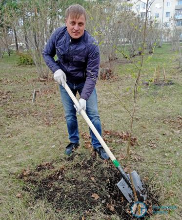 Аткарские энергетики посадили березы в городском парке