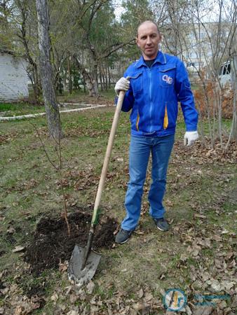 Аткарские энергетики посадили березы в городском парке