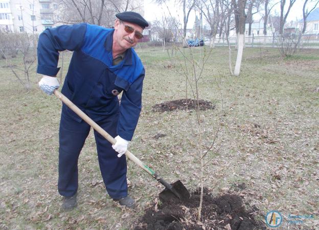 Аткарские энергетики посадили березы в городском парке