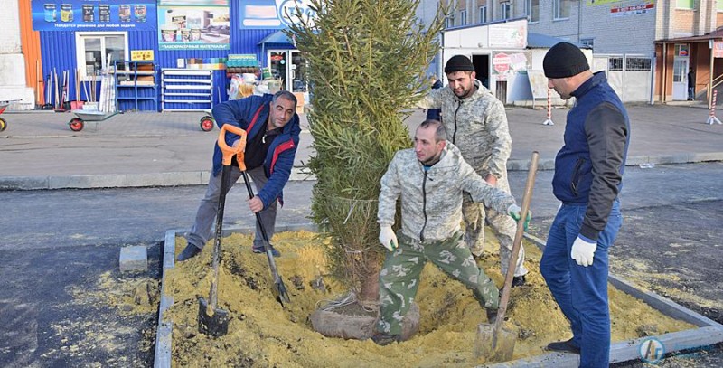 Азербайджанская община Аткарска посадила на площади зеленые ели