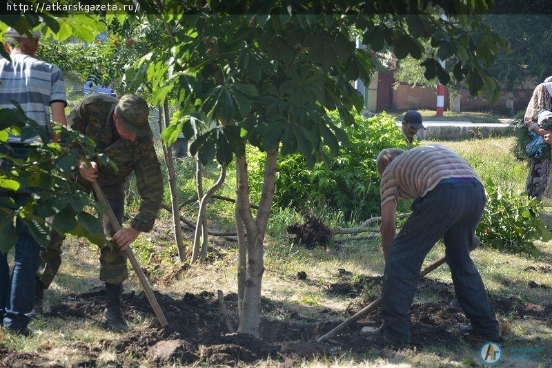 Четыре дерева помешали реконструкционным работам в парке (ФОТО)