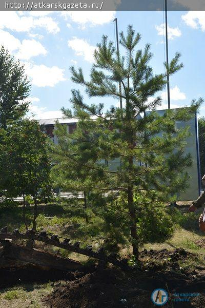 Четыре дерева помешали реконструкционным работам в парке (ФОТО)