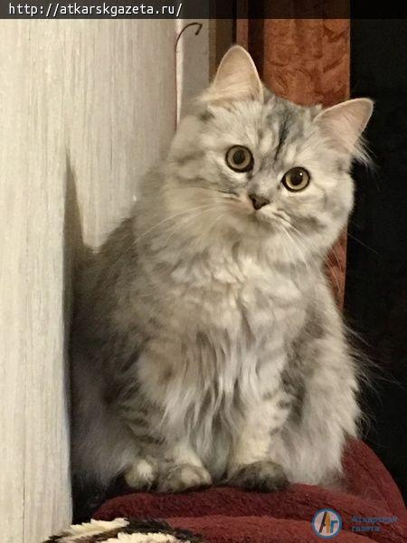 Добро пожаловать на "Кошкин вернисаж"