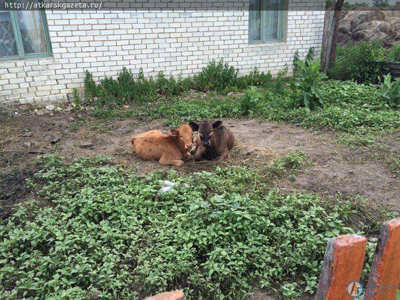 Фермер из Сосновки готов поить коров родниковой водой (ФОТО)