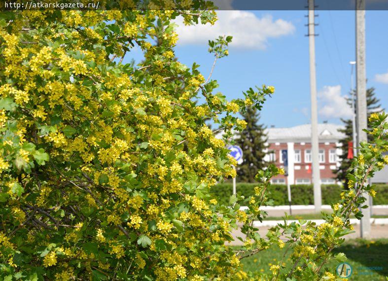 Фотокамера "Аткарской газеты" прошла по весенним улицам (ФОТОРЕПОРТАЖ)