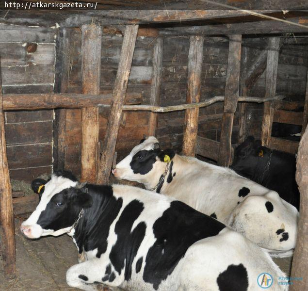 Голштины приехали к фермеру в Малые Копены (ФОТО)