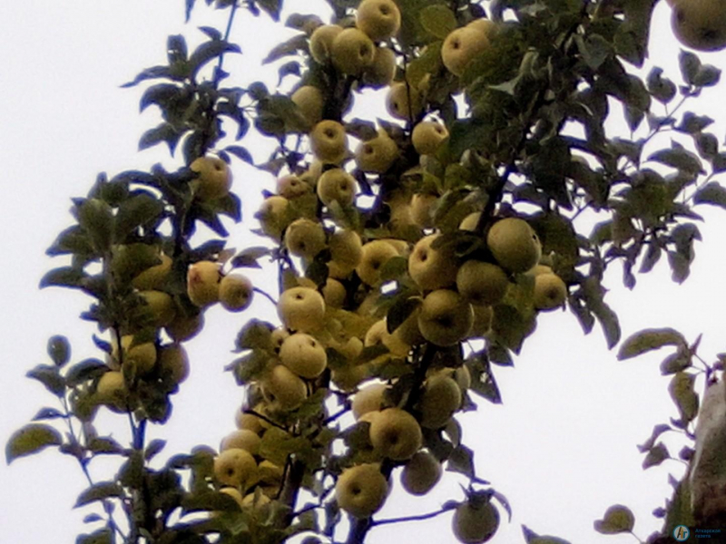 Яблочный Спас: интересные факты о яблоках