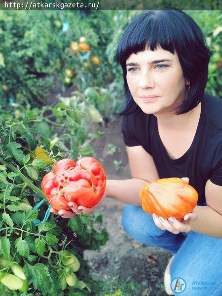 КОНКУРС "АГ" Чудо-помидоры выросли на огороде Натальи СВИНЦОВОЙ