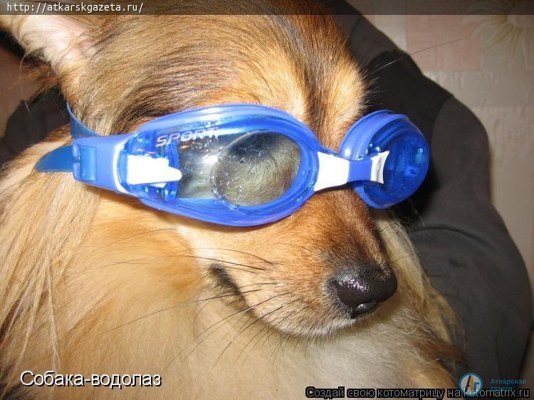 Конкурс "АГ". Дворняжка Волчок спасла свою маленькую хозяйку