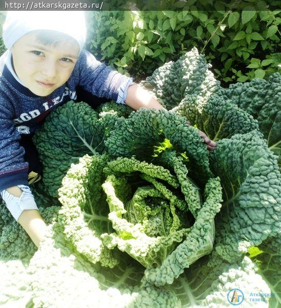 Конкурс "АГ". Семья КУЗНЕЦОВЫХ вырастила кудрявую капусту и бордовую морковь