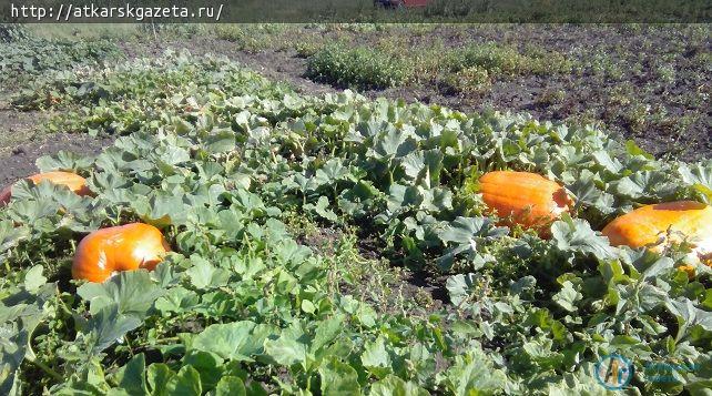 Конкурс «АГ». В поселке Тургенево созрели сказочные тыквы