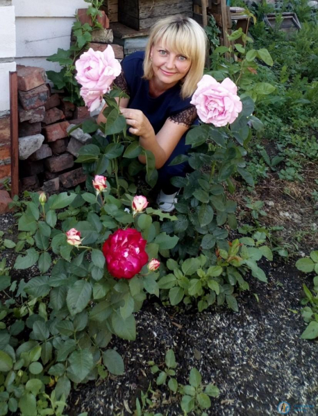 Конкурс «АГ». В розарии Елены Апанасовой цветут чудесные розы
