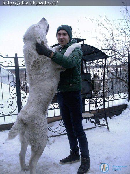 Конкурс "АГ". За внешний вид алабая по имени Малыш прозвали белым медвежонком