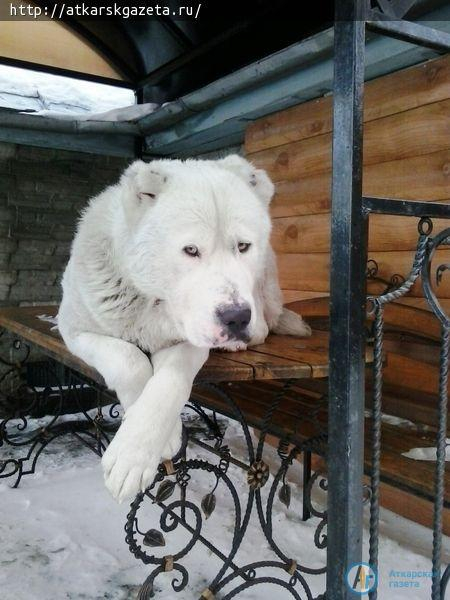 Конкурс "АГ". За внешний вид алабая по имени Малыш прозвали белым медвежонком