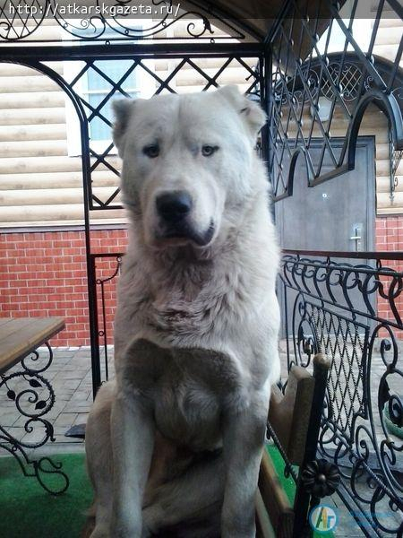 Конкурс "АГ". За внешний вид алабая по имени Малыш прозвали белым медвежонком