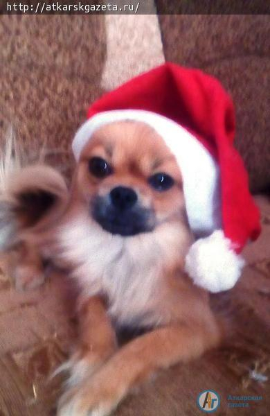 Конкурс "АГ". Желтый пекинес Мегги претендует стать символ Нового года