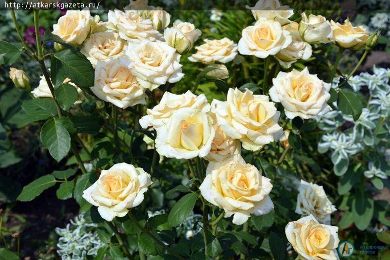 Конкурс «Аткарские розы»: Любовь ТИМОФЕЕВА мечтает создать клуб розоводов (ФОТО)