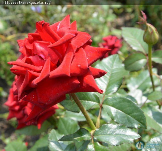 Конкурс «Аткарские розы»: Любовь ТИМОФЕЕВА мечтает создать клуб розоводов (ФОТО)