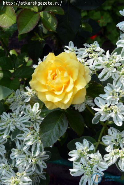 Конкурс «Аткарские розы»: Любовь ТИМОФЕЕВА мечтает создать клуб розоводов (ФОТО)