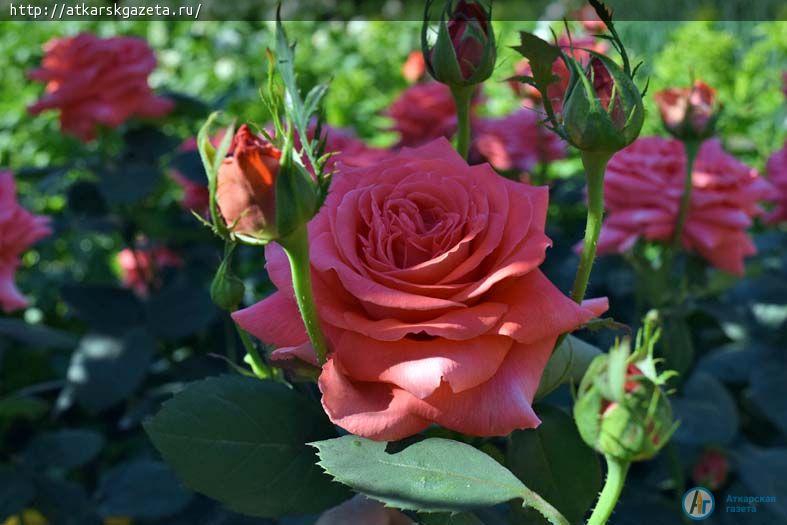 Конкурс « Аткарские розы» представляет нового участника (ФОТО)