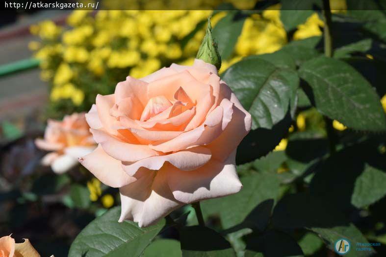 Конкурс « Аткарские розы» представляет нового участника (ФОТО)