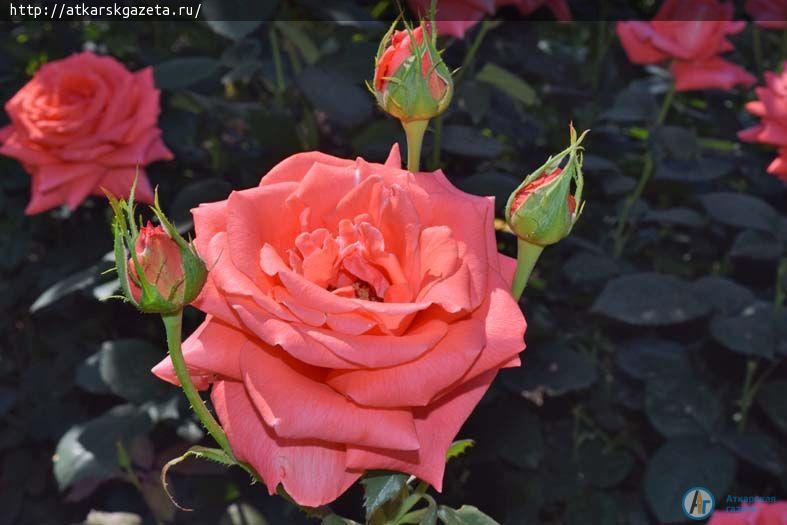 Конкурс « Аткарские розы» представляет нового участника (ФОТО)
