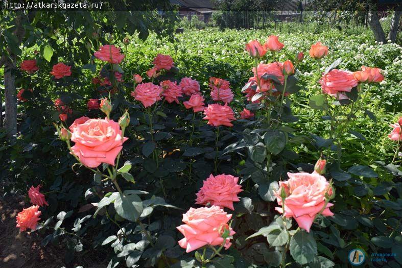Конкурс « Аткарские розы» представляет нового участника (ФОТО)