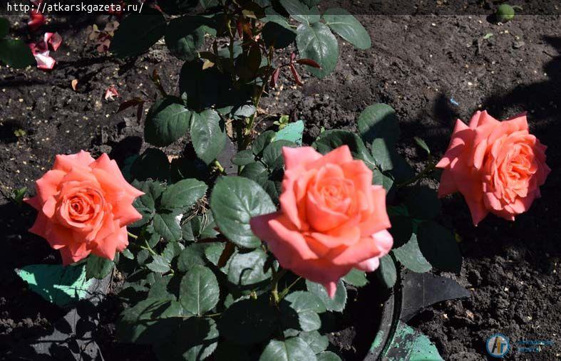 Конкурс « Аткарские розы» представляет нового участника (ФОТО)