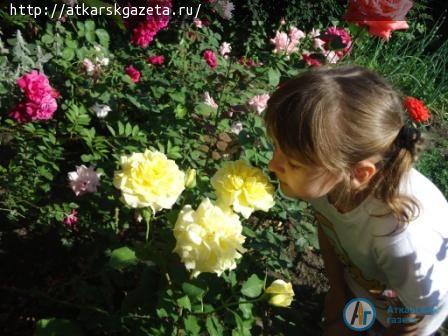 Конкурс Аткарские розы»: свой розарий представляет Надежда РАХМАНОВА  (ФОТО)