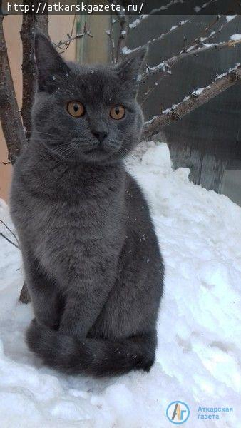 Кот Масяня защитил маленькую хозяйку от собаки