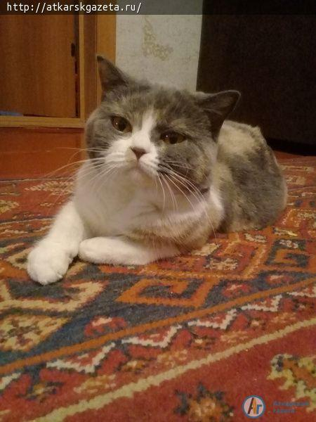 Кот Масяня защитил маленькую хозяйку от собаки